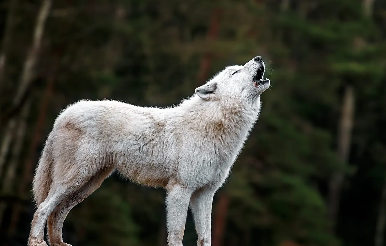 Фото обои nature, predator, animal, wolf, wildlife, portrait, portrait., Canis lupus. face