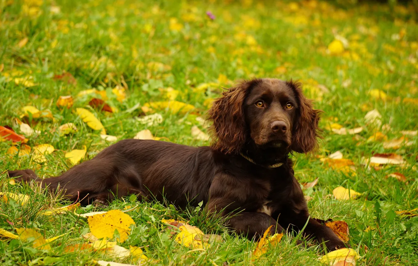 Фото обои осень, трава, листья, поляна, собака, щенок, лежит, коричневый