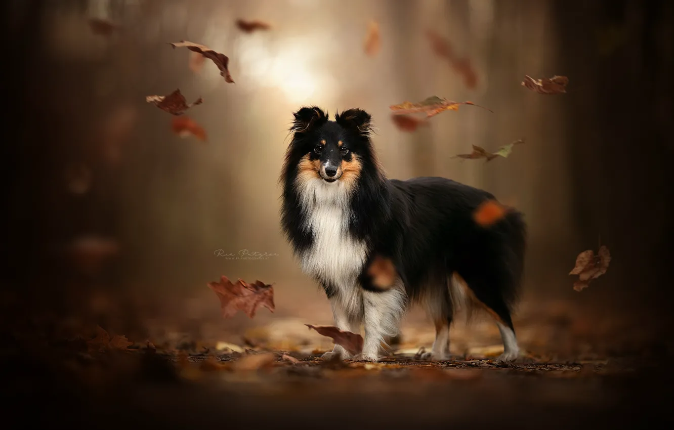 Фото обои осень, листья, собака, боке, Шелти, Шетландская овчарка