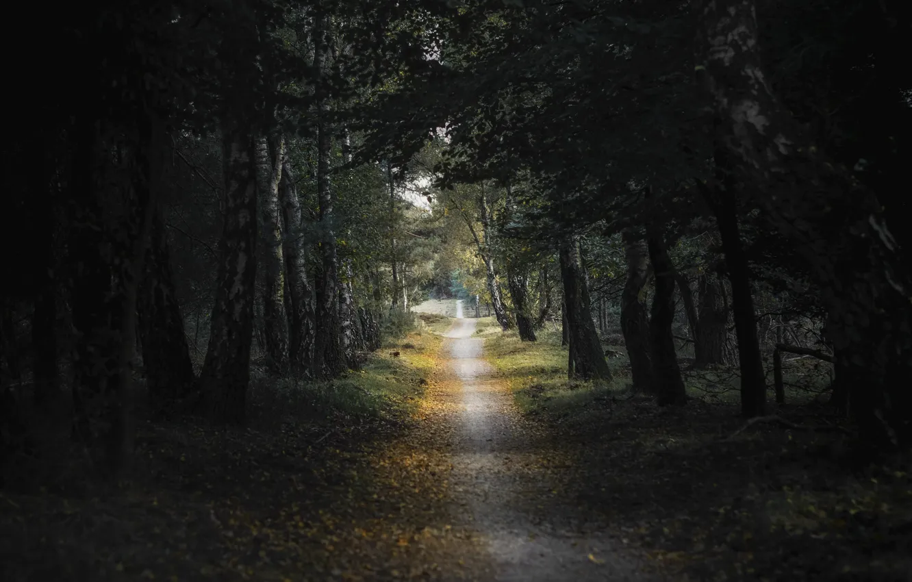 Фото обои forest, trees, leaves, trail, birch
