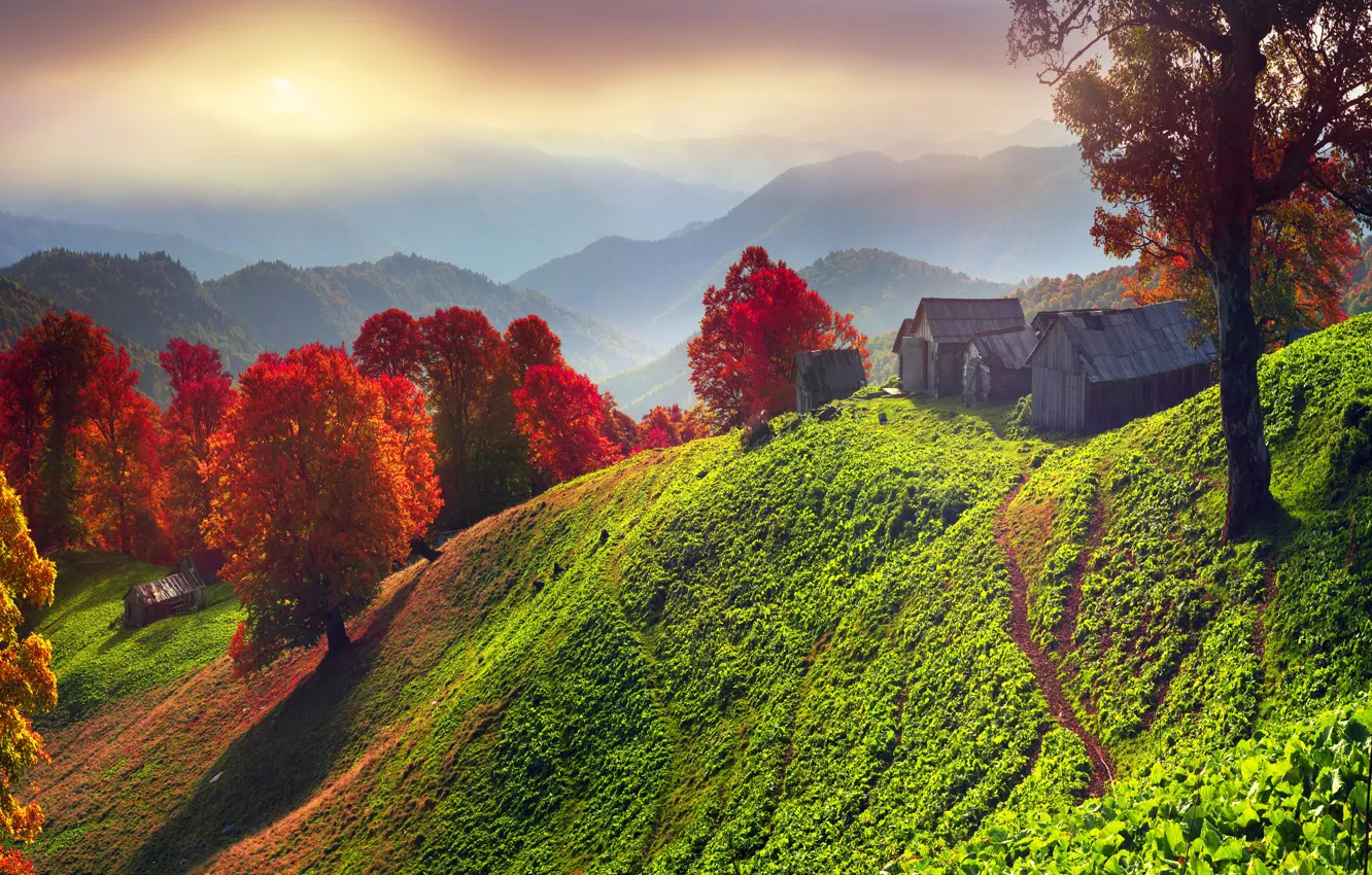 Фото обои зелень, осень, лес, небо, трава, солнце, деревья, горы