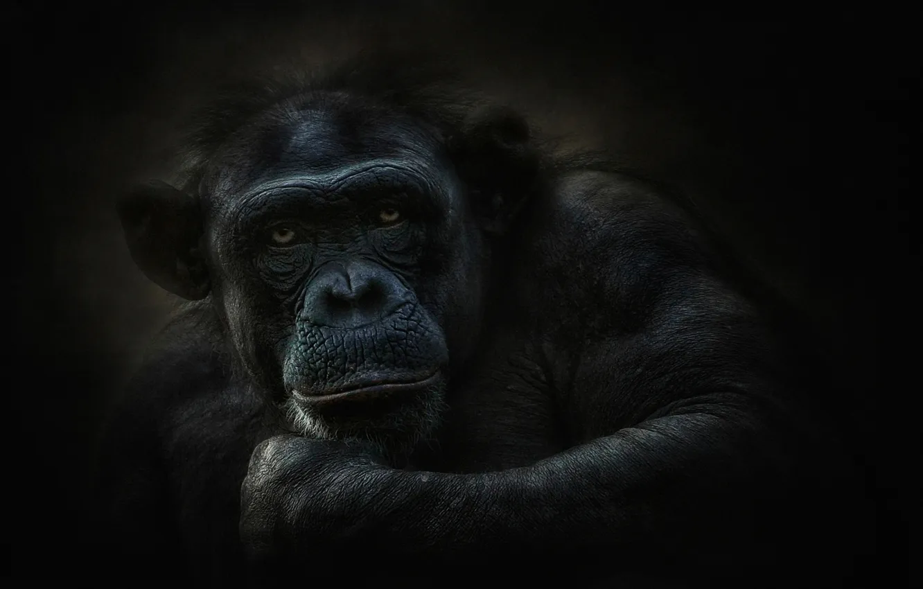 Фото обои взгляд, шимпанзе, примат