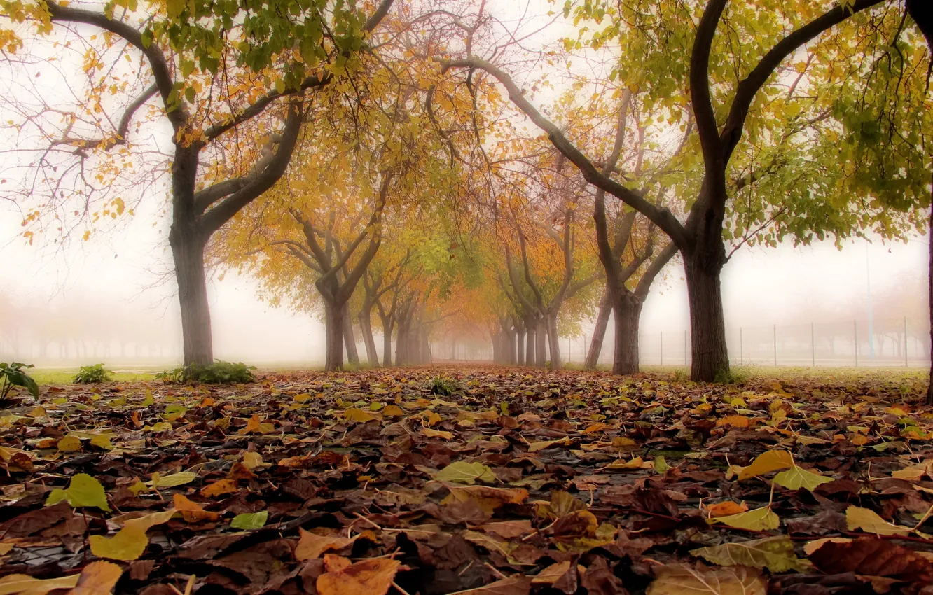 Фото обои осень, листья, город, туман, улица