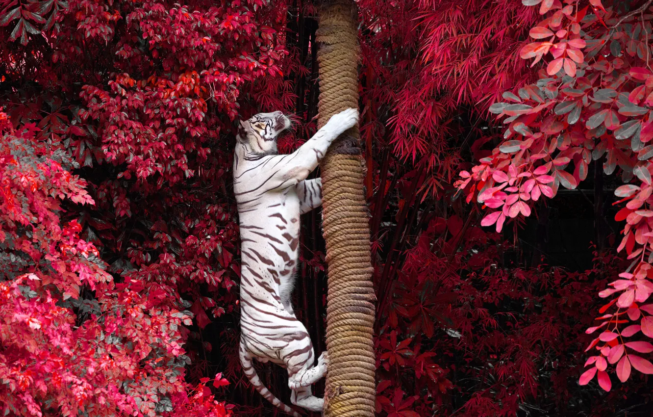 Фото обои деревья, ветки, тигр, листва, хищник, ствол, белый тигр, залез