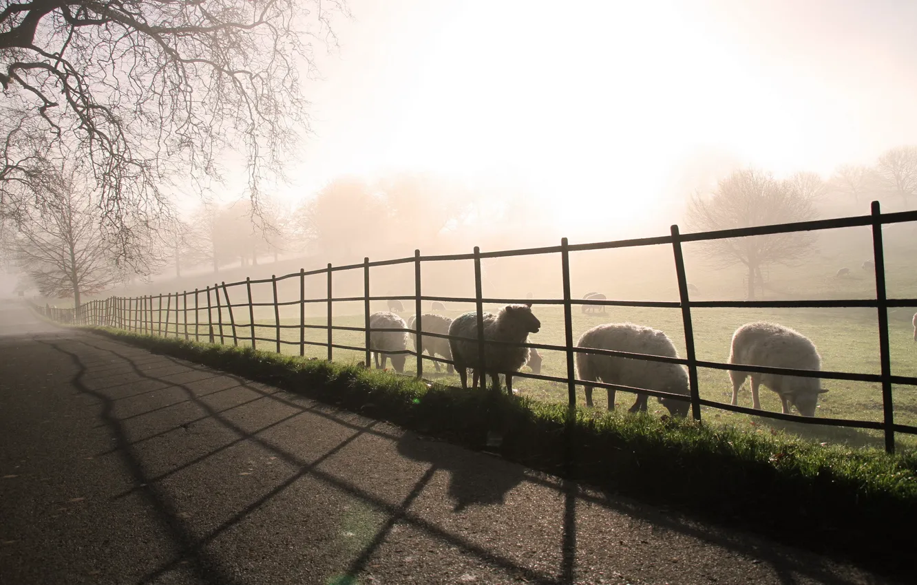 Фото обои дорога, пейзаж, туман, овцы, утро