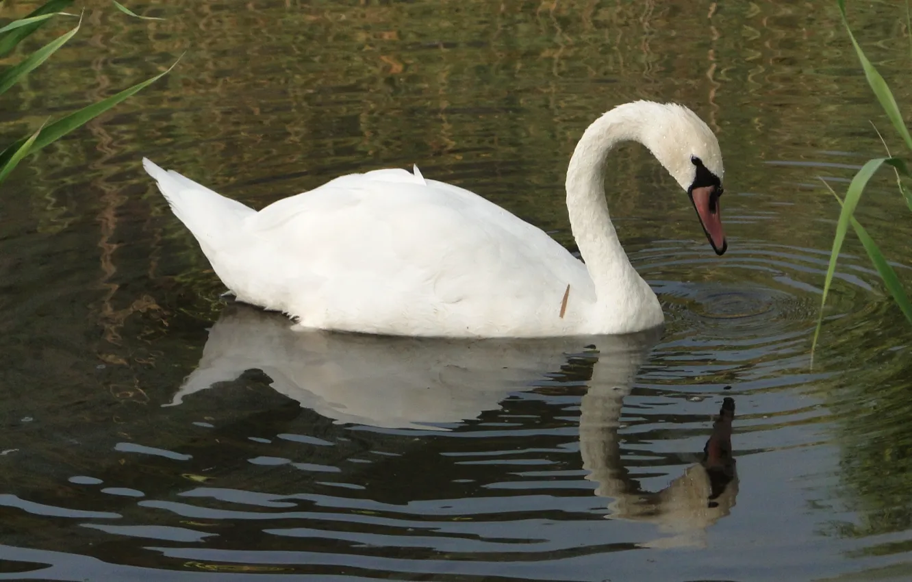 Фото обои озеро, птица, лебедь, Akela White
