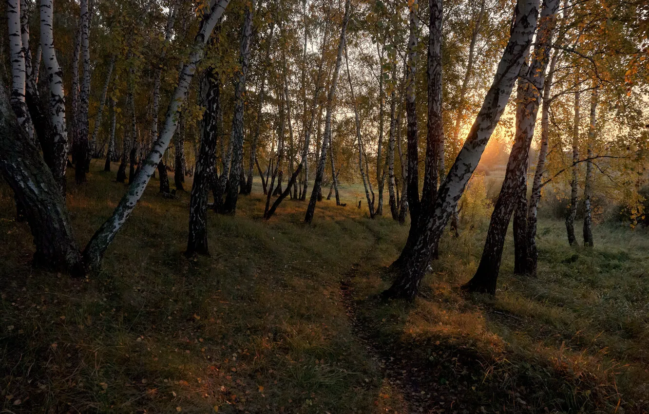 Фото обои осень, лес, деревья