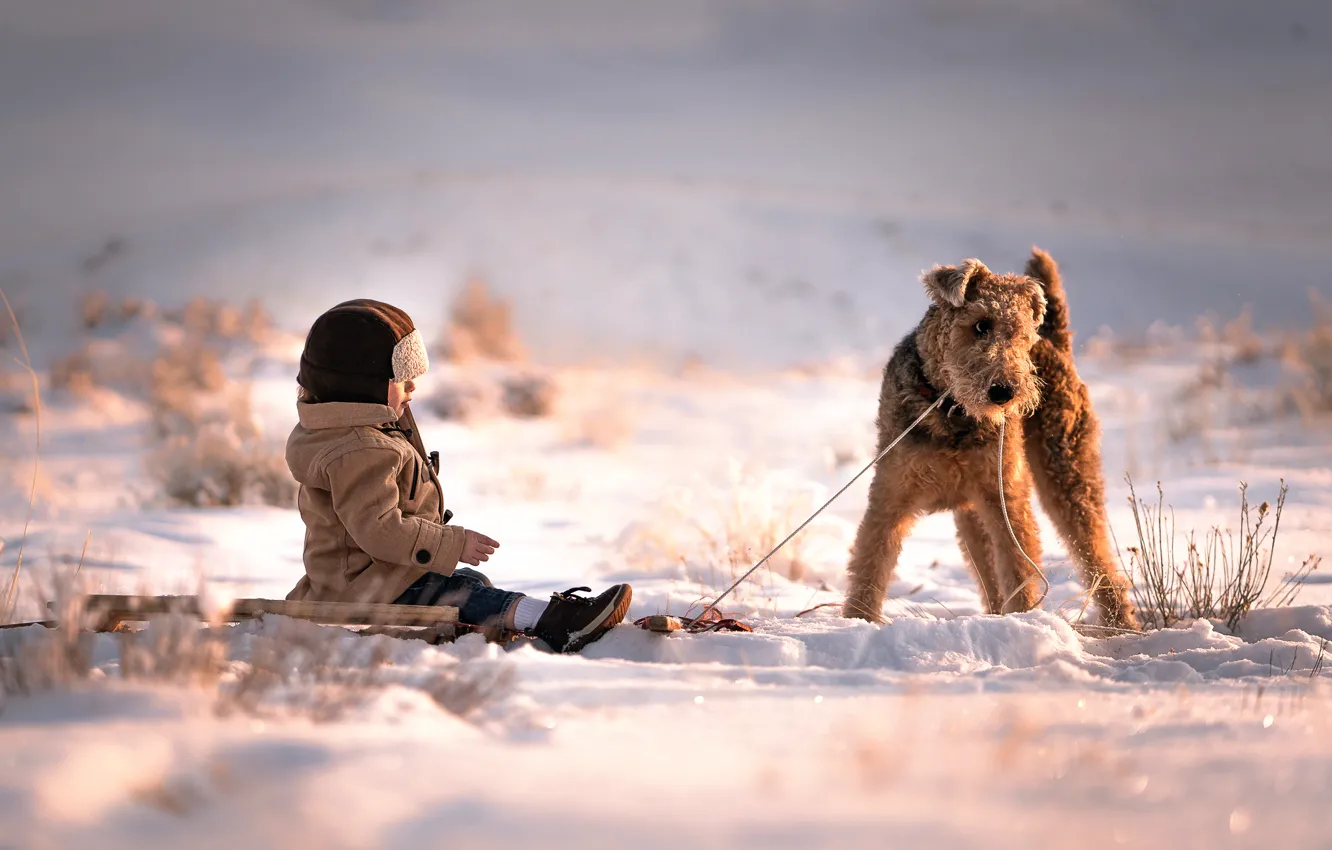 Фото обои снег, собака, мальчик, друзья, Sled Dog