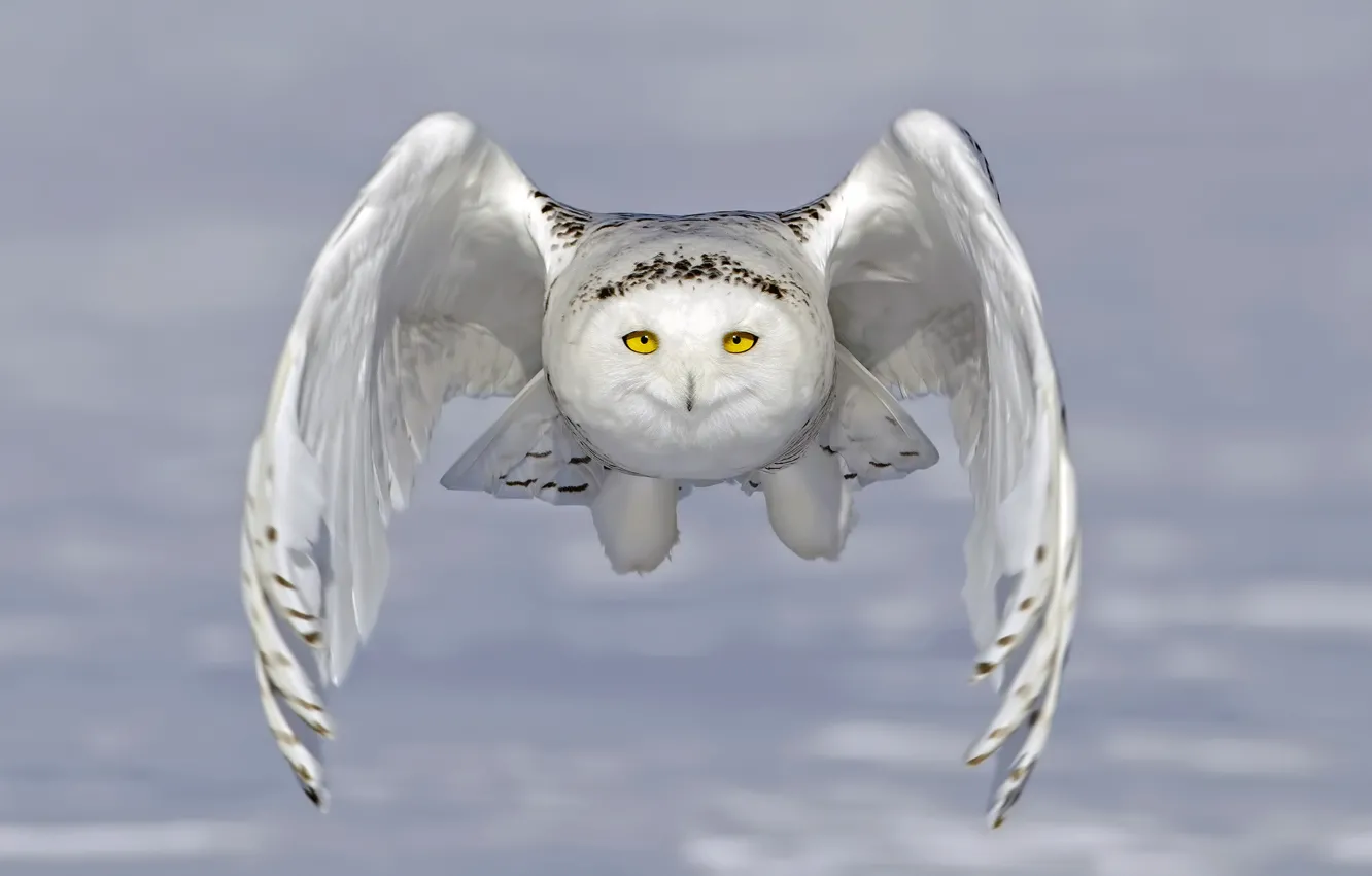 Фото обои сова, крылья, полёт, полярная сова, белая сова