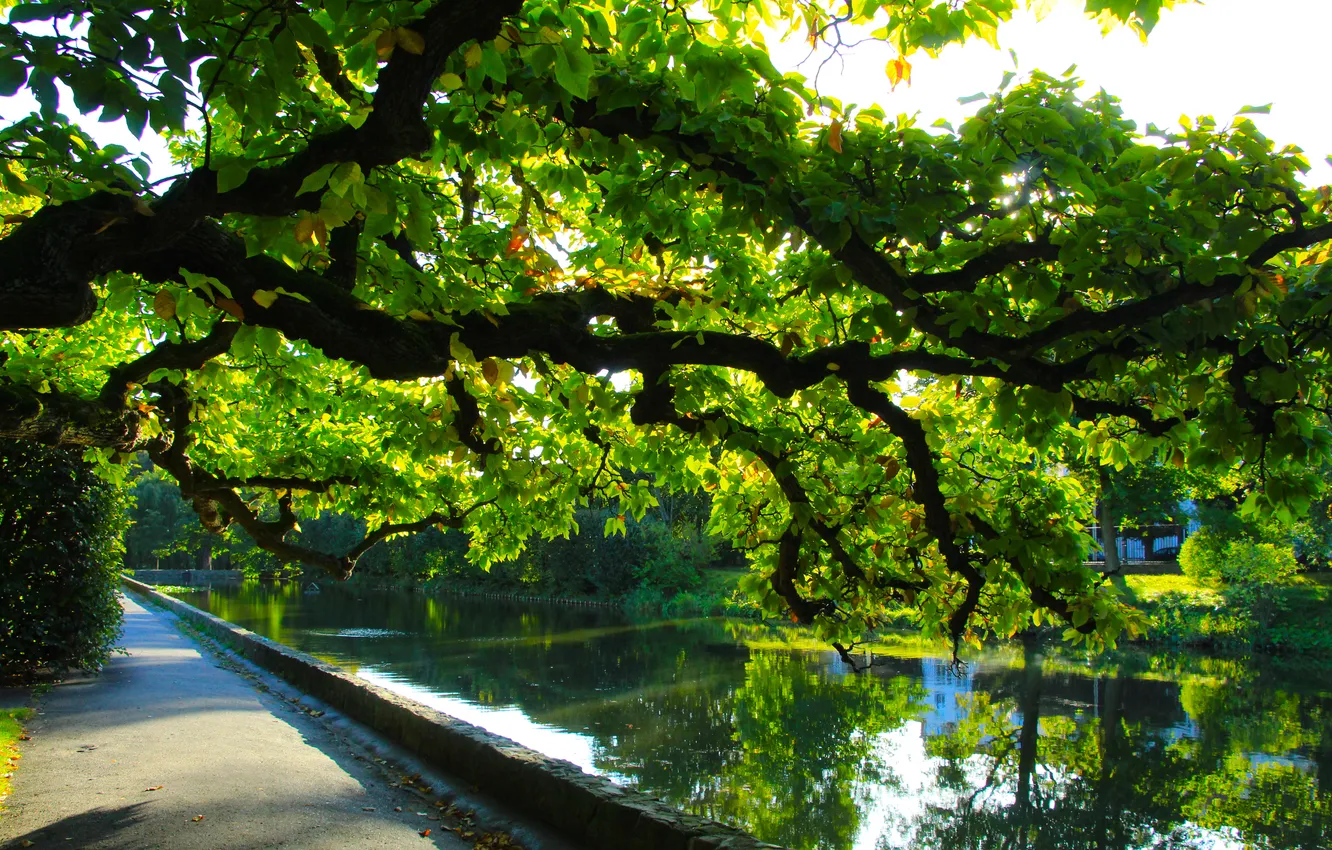Фото обои park, tree, pond