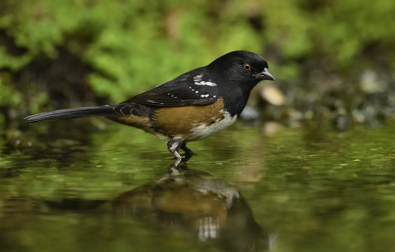 Фото обои вода, природа, птица, лужа