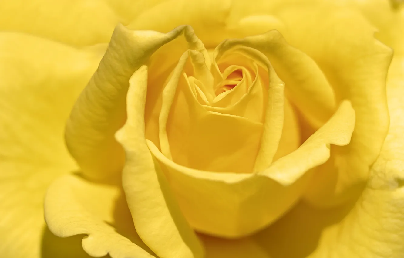 Фото обои цветок, природа, Yellow Rose