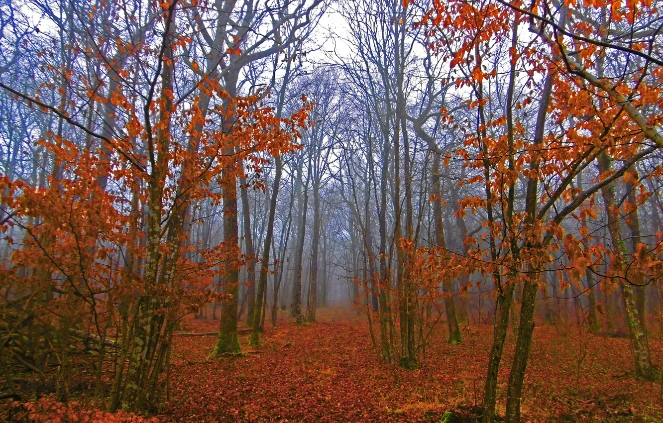 Фото обои осень, лес, туман, листва, forest, Autumn, leaves, fog