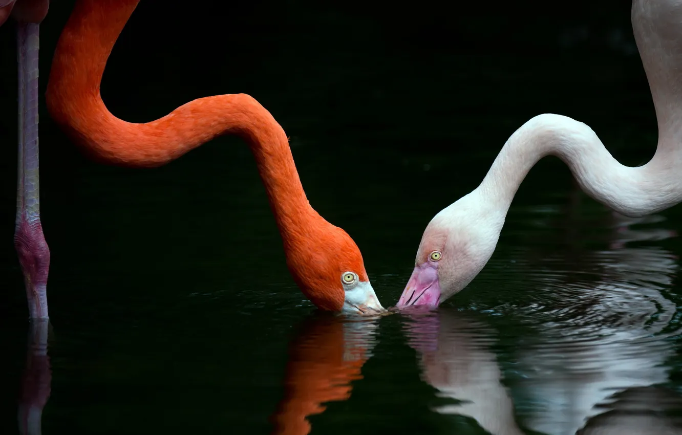 Фото обои вода, птицы, фламинго