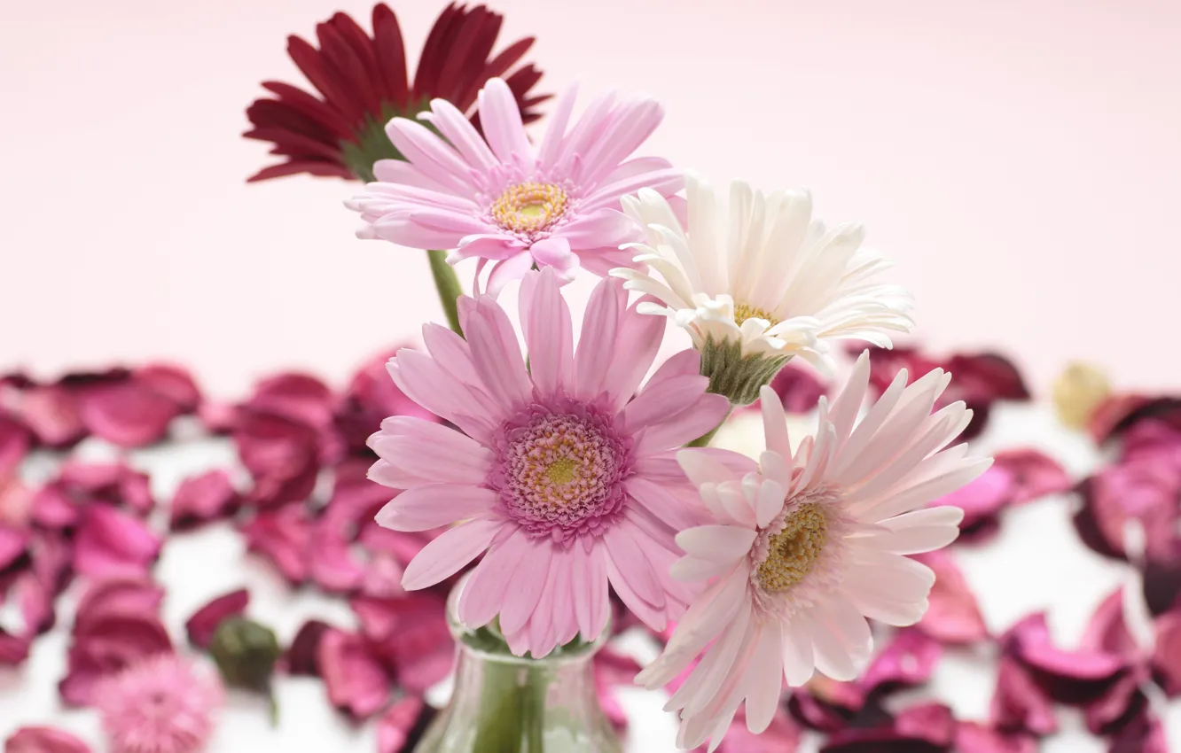 Фото обои цветы, лепестки, красные, ваза, розовые, белые, герберы, gerbera