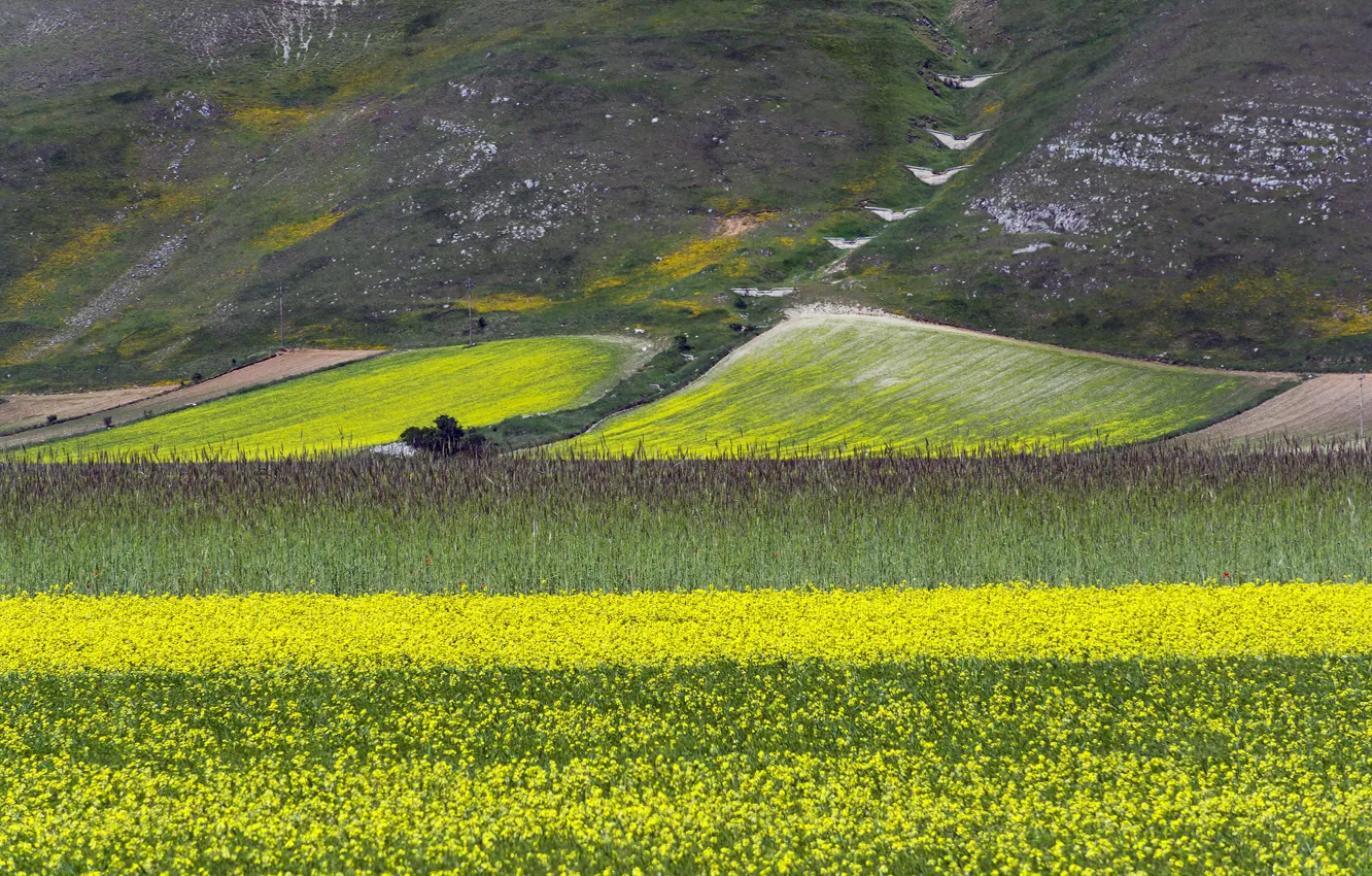 Фото обои поле, цветы, горы, склон, луг