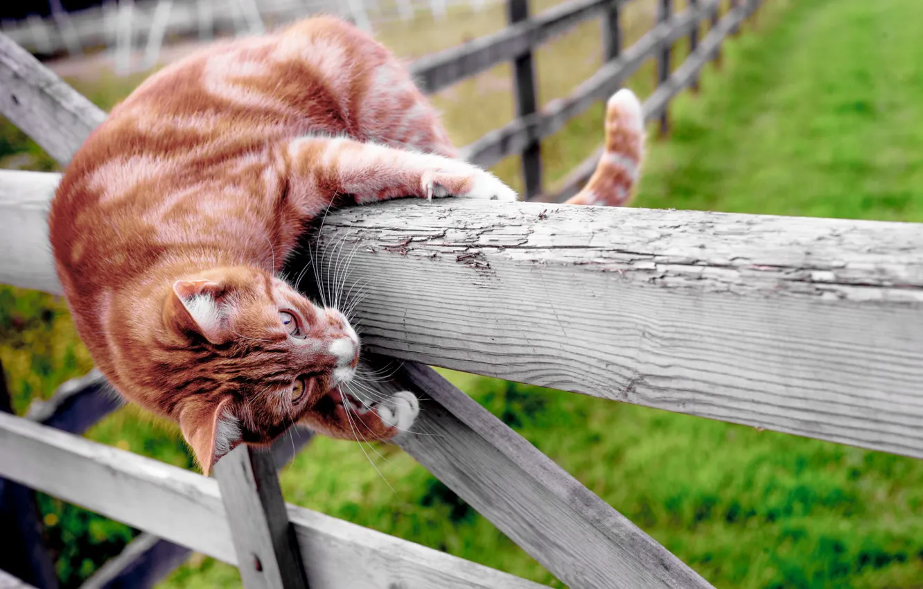 Фото обои кошка, забор, рыжая