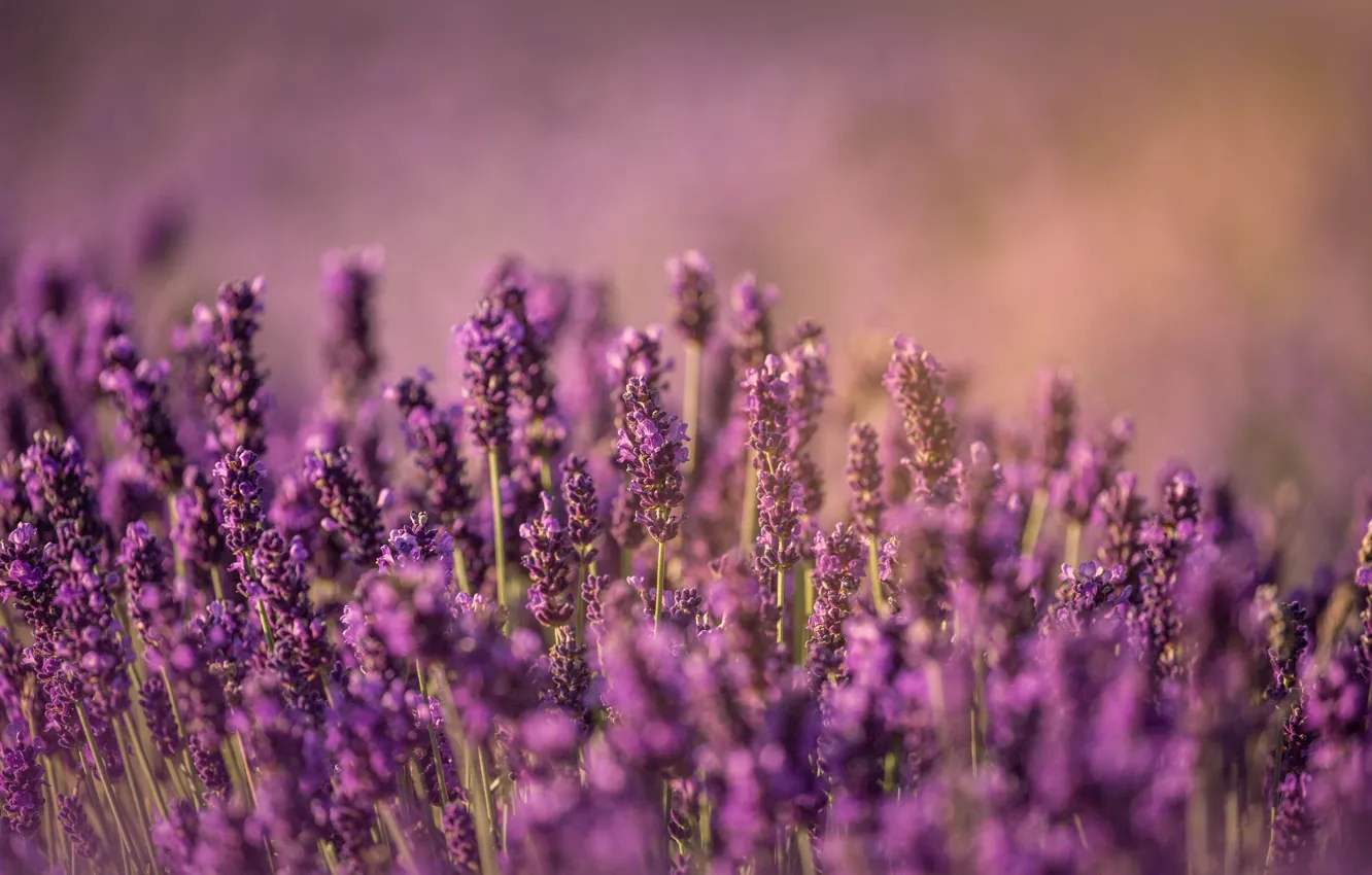 Фото обои flowers, lavender, lavender field