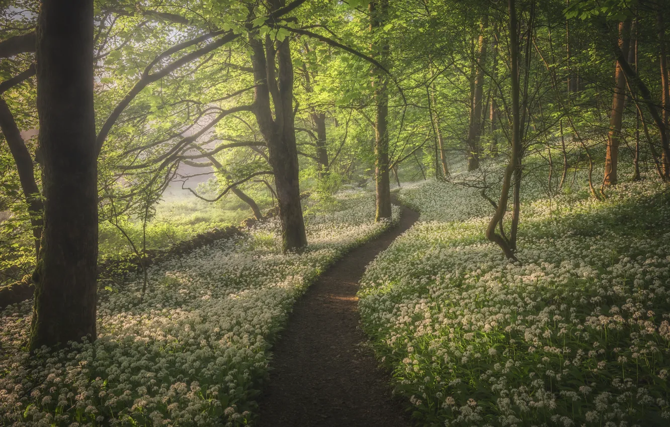 Фото обои лес, тропинка, черемша