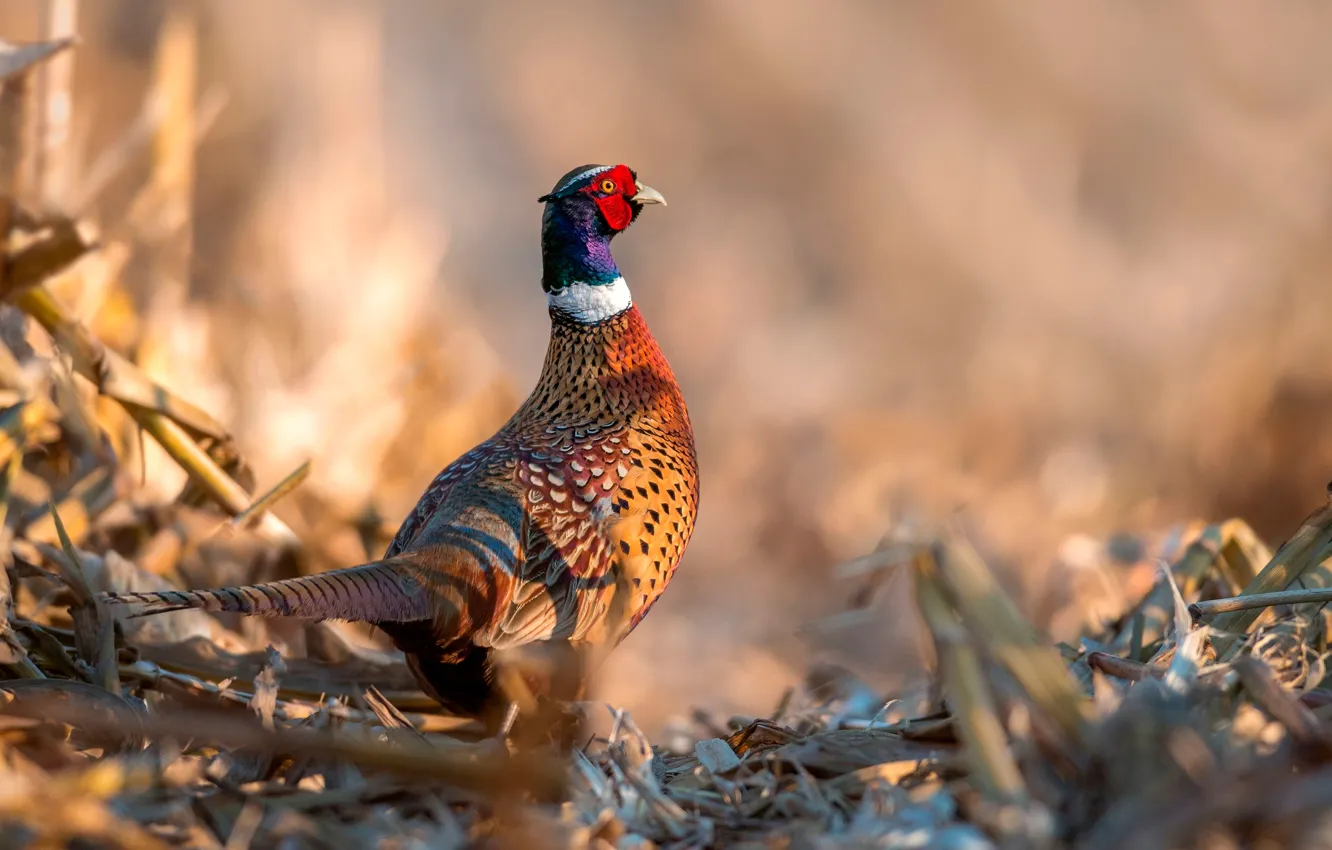 Фото обои птица, фазан, Pheasant