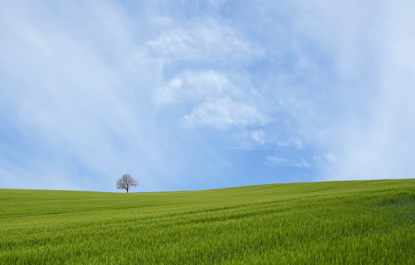 Фото обои поле, небо, дерево, весна