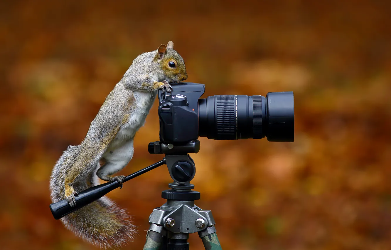 Фото обои белка, фотокамера, Wild Grey Squirrel
