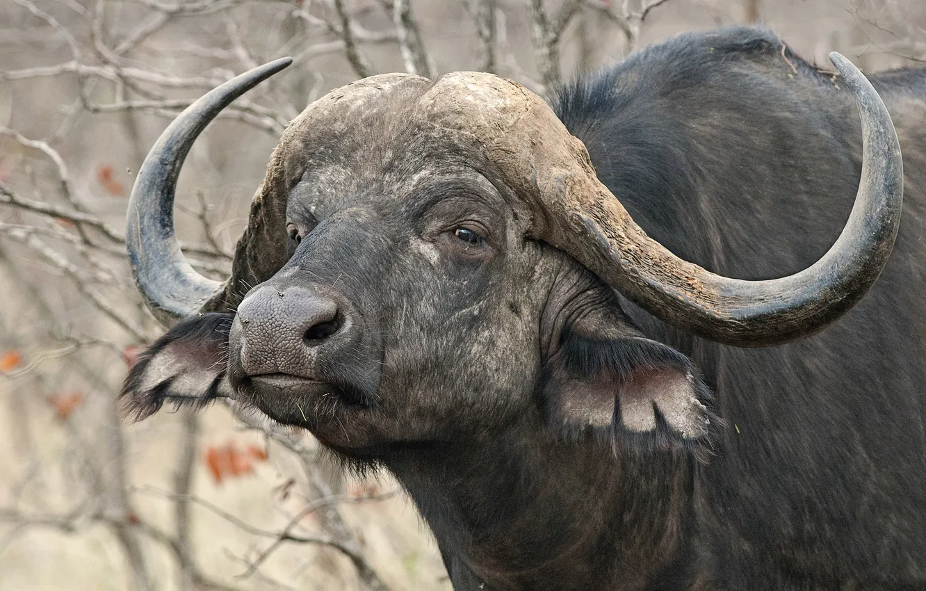 Фото обои взгляд, рога, Африканский, буйвол
