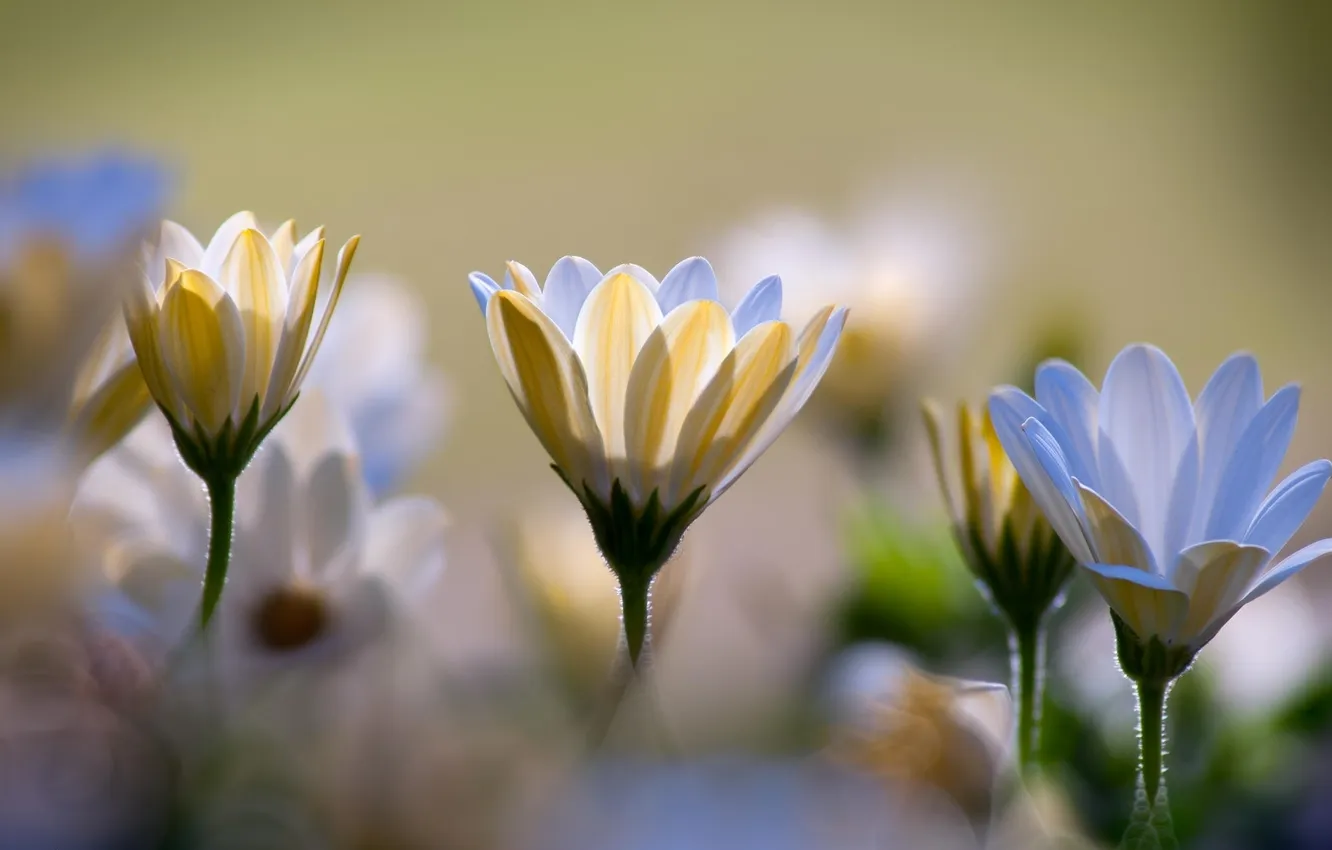 Фото обои макро, цветы, белые, хризантемы, боке