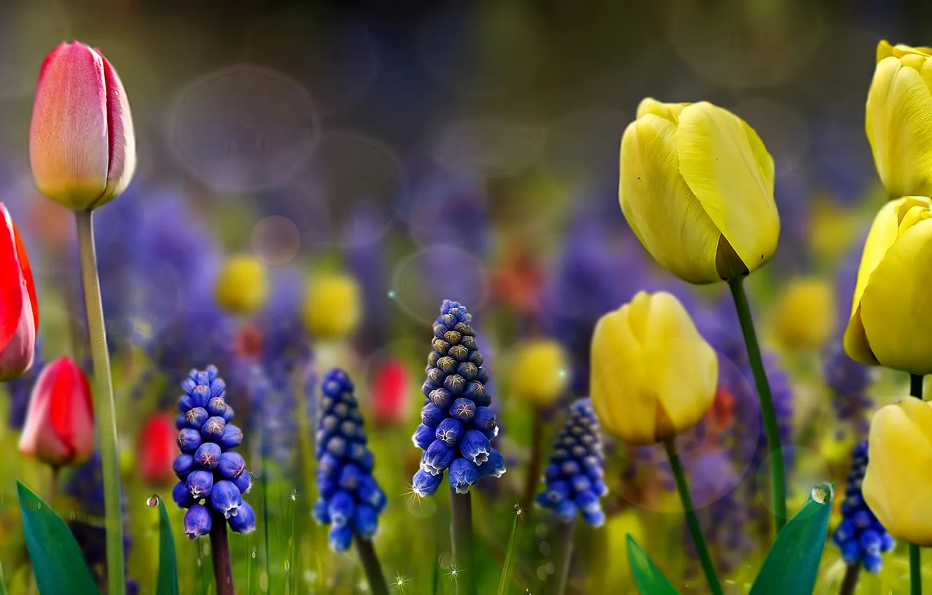 Фото обои цветы, природа, весна