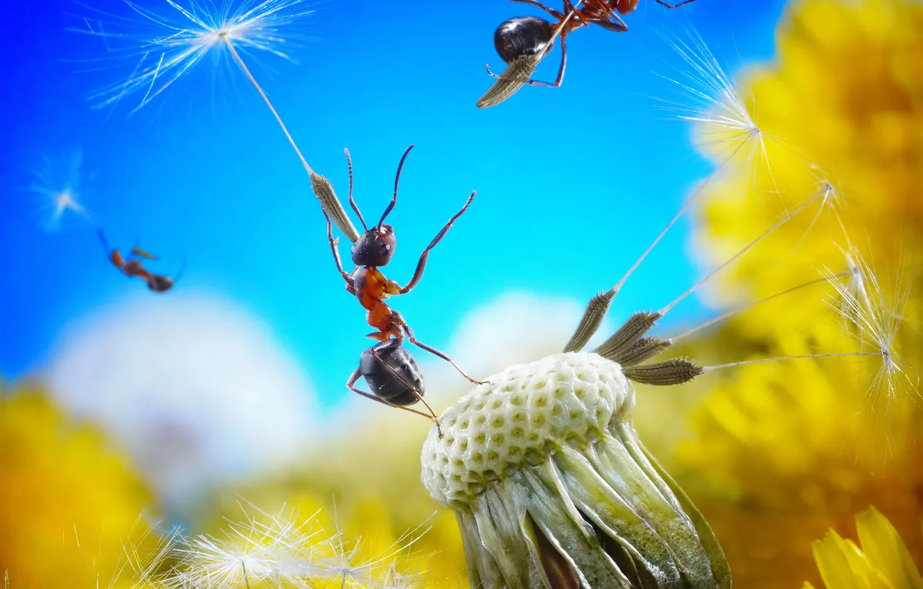 Фото обои цветок, небо, одуванчик, семена, пух, муравей, парашют, полёт