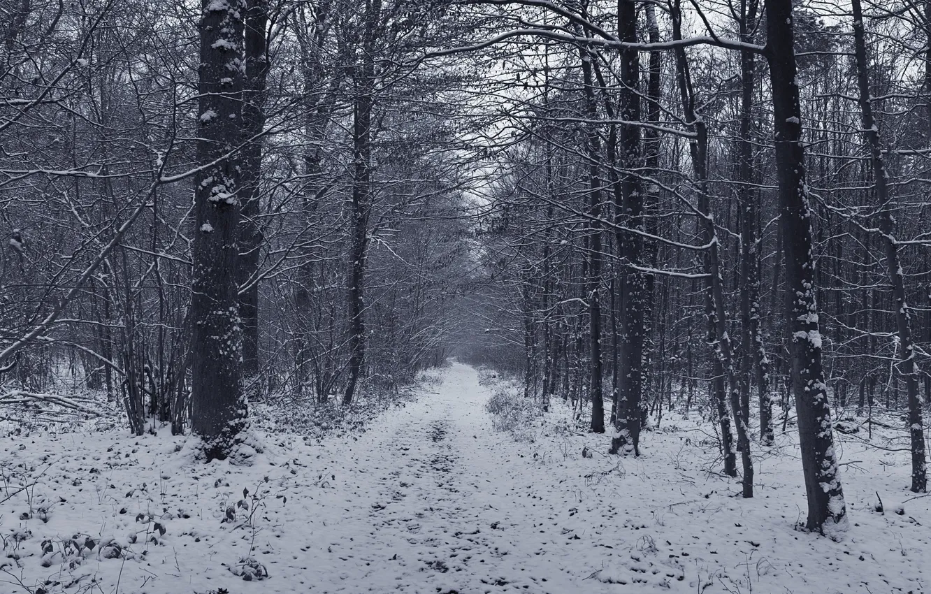 Фото обои дорога, лес, снег, деревья, Зима
