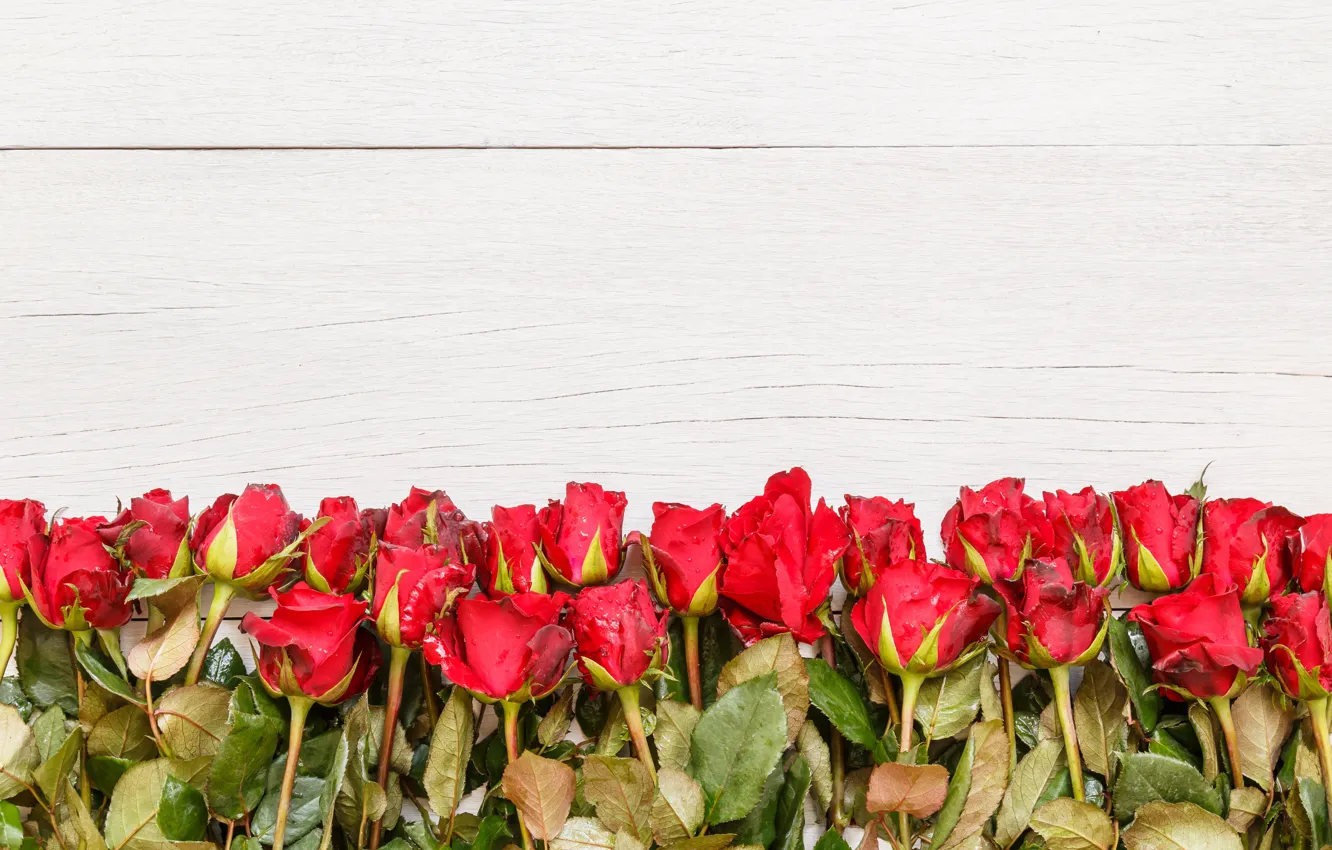 Фото обои цветы, розы, букет, красные, red, бутоны, wood, flowers