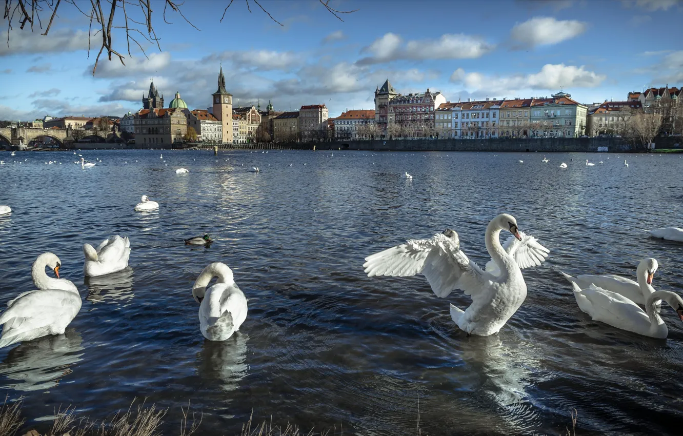 Фото обои птицы, город, река, здания, дома, Прага, Чехия, лебеди