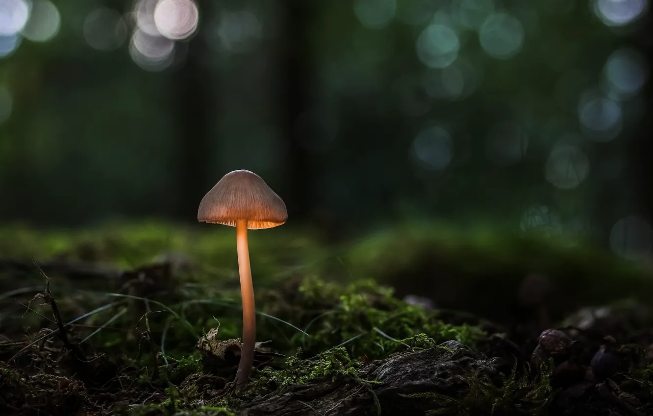 Фото обои лес, макро, свет, гриб, мох, ножка