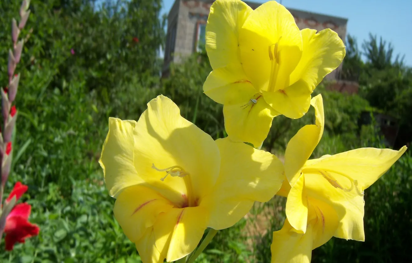 Фото обои цветы, жёлтые, гладиолусы, Mamala ©