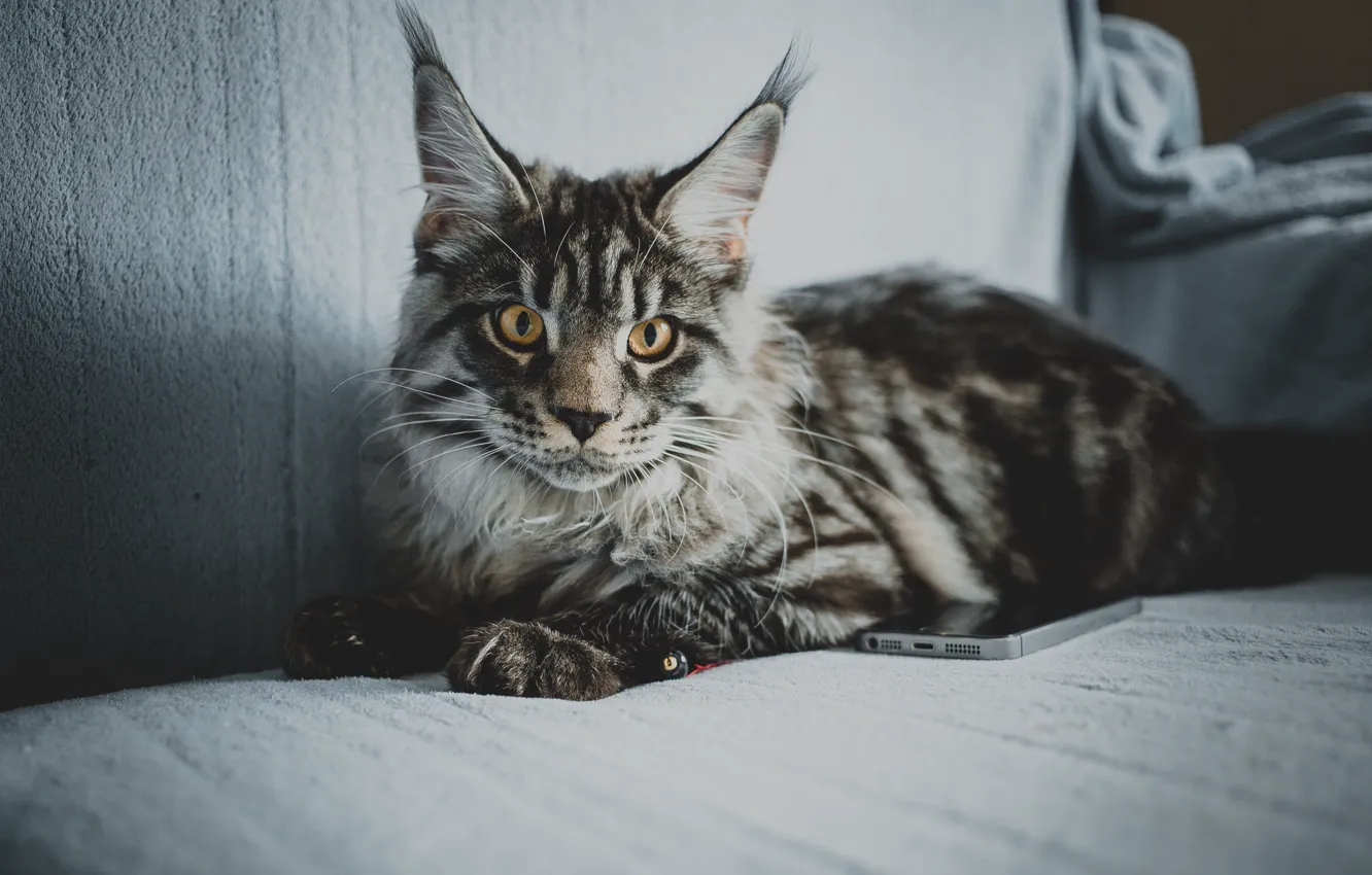 Фото обои кошка, глаза, кот, шерсть, порода, maine coon, Мейн кун, Мейн-кун