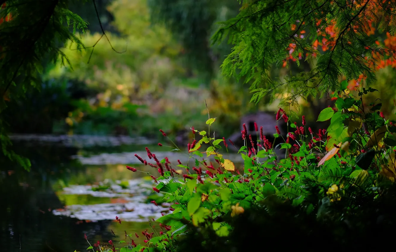 Фото обои ветки, пруд, парк, Англия, боке, England, Гэмпшир, Hampshire