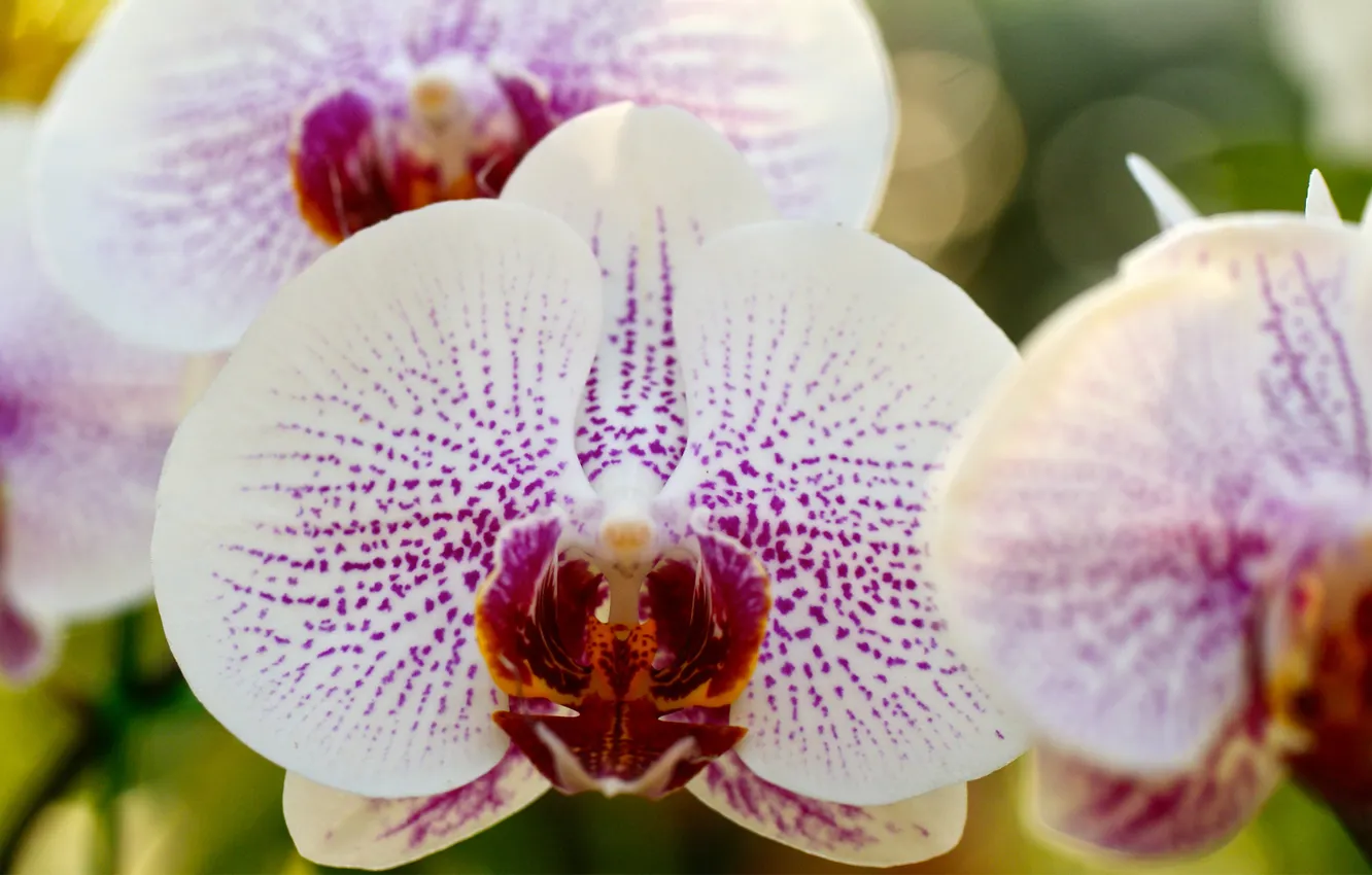 Фото обои макро, ветка, белая, орхидея, фаленопсис, в крапинку