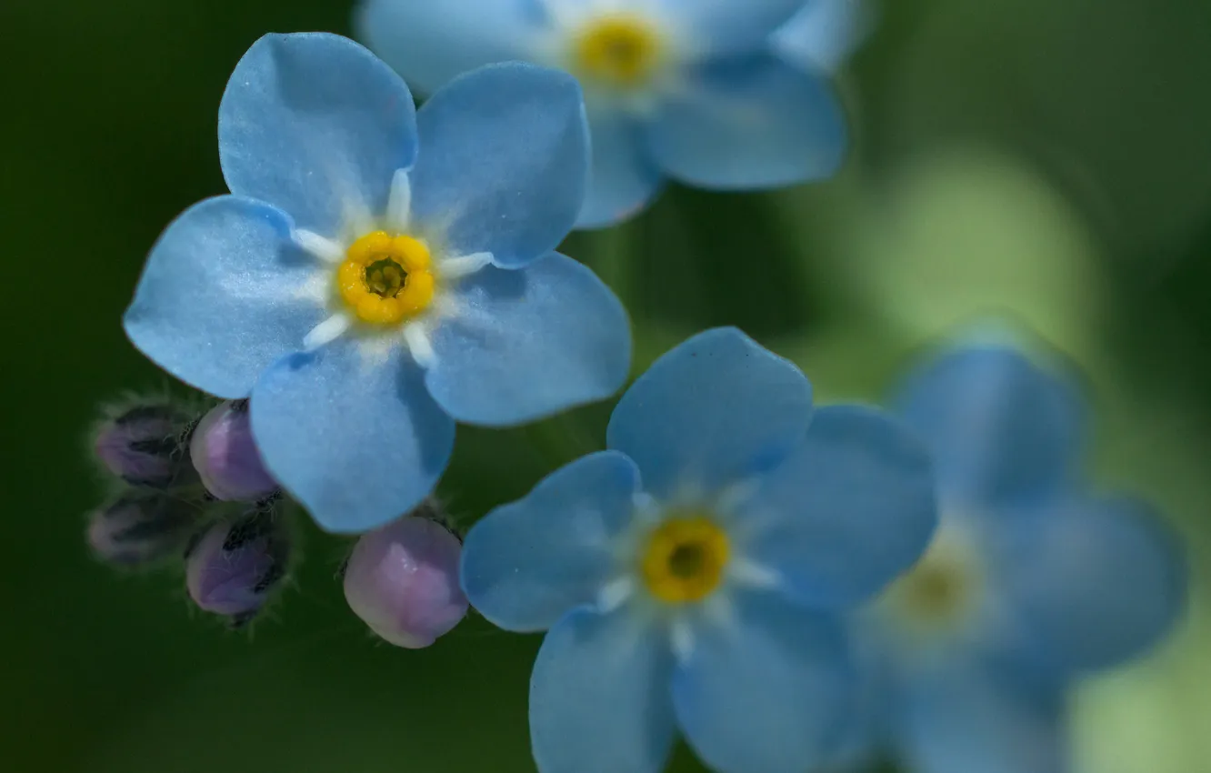 Фото обои макро, цветы, голубые, незабудки