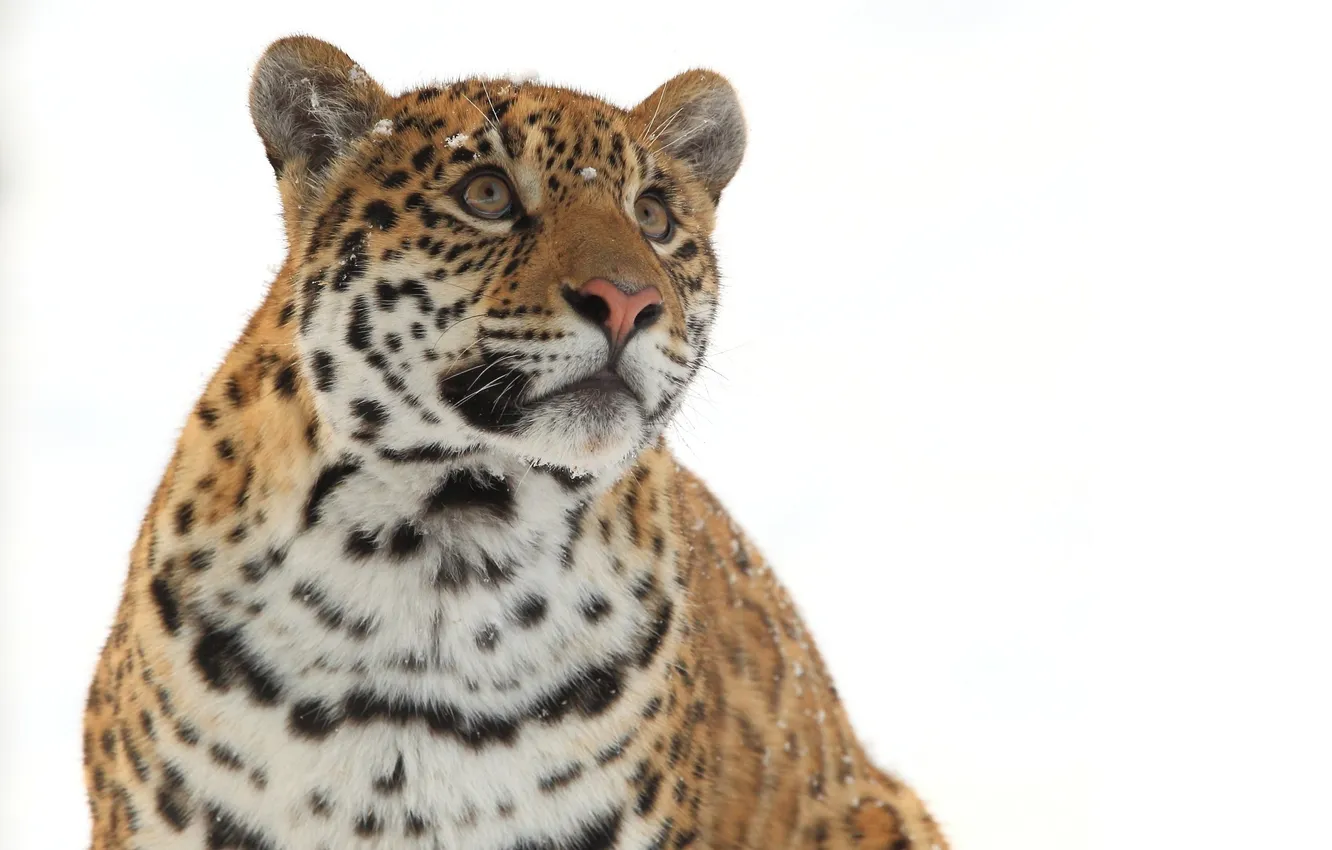 Фото обои зима, морда, хищник, ягуар, дикая кошка, взгляд вверх