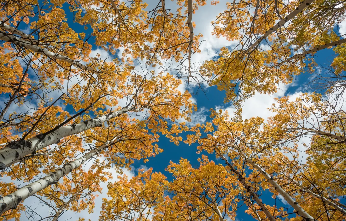 Фото обои небо, деревья, берёзы