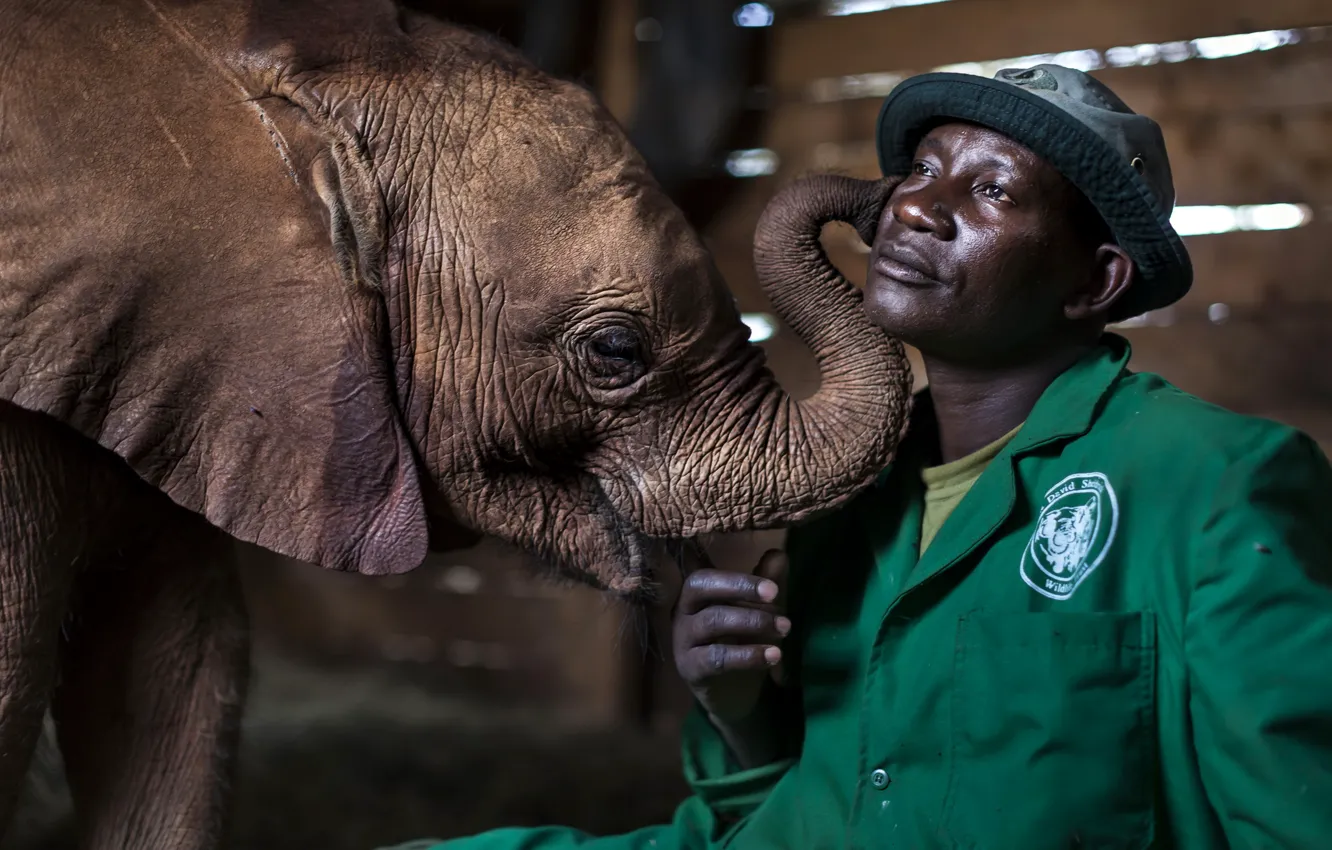 Фото обои человек, слон, общение