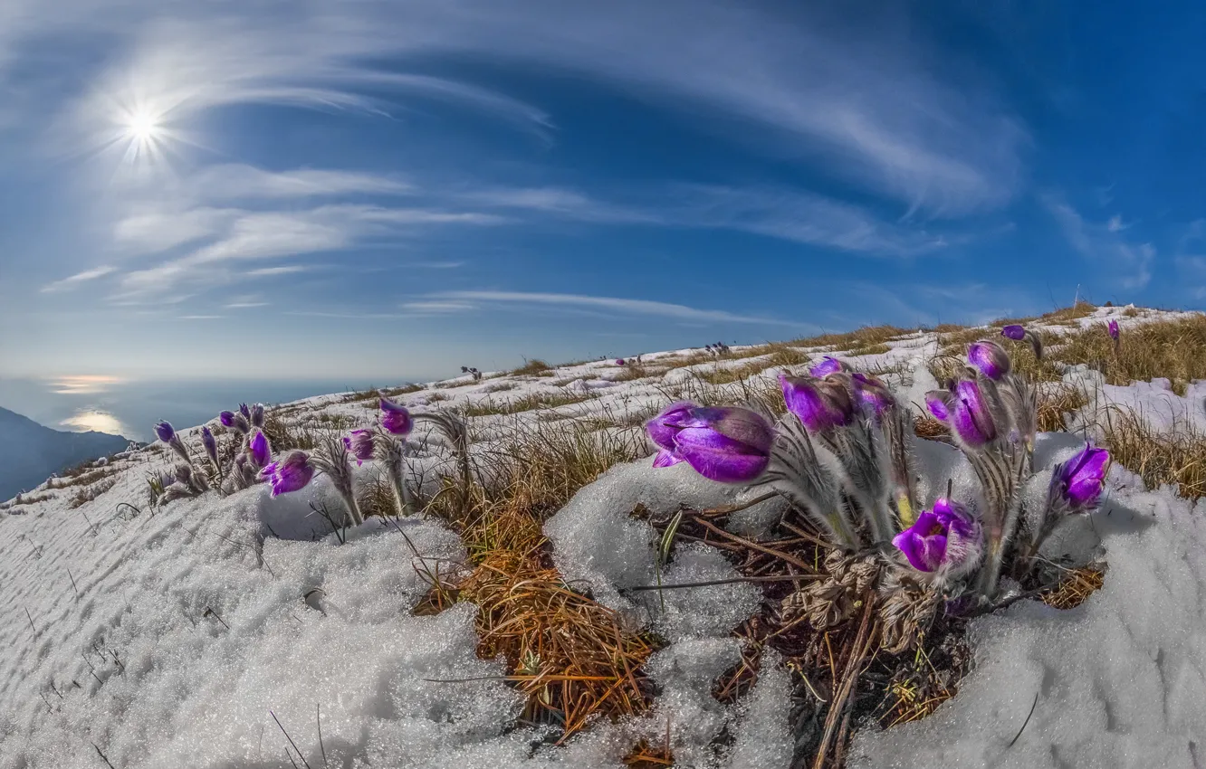 Фото обои солнце, лучи, снег, пейзаж, природа, весна, первоцветы, Крым