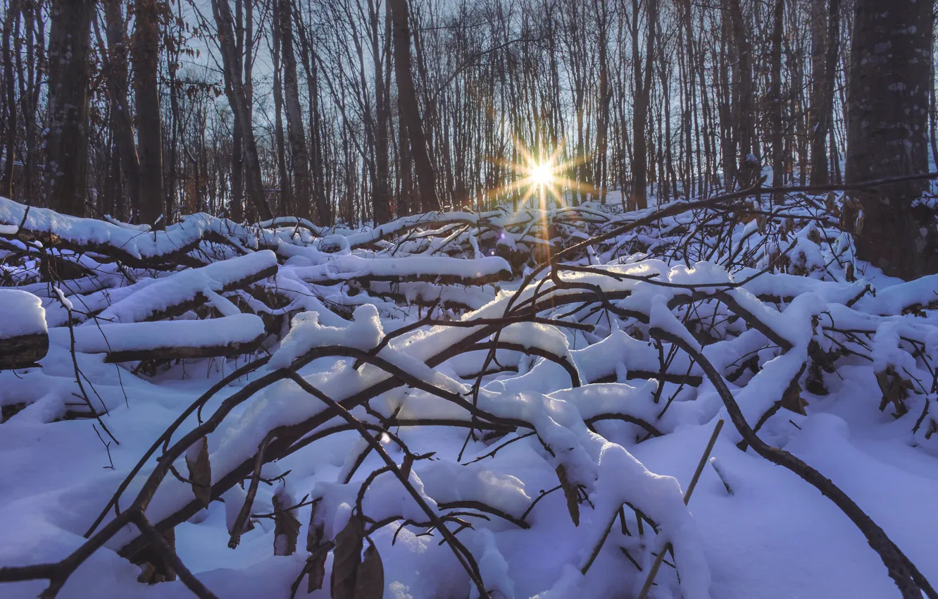 Фото обои зима, лес, снег, деревья, утро