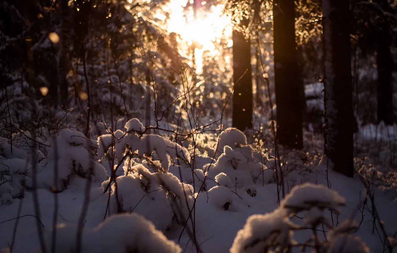 Фото обои зима, лес, солнце, снег, дереья