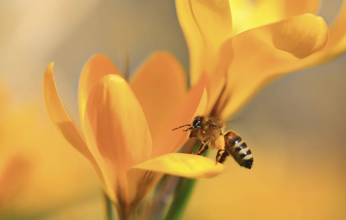Фото обои макро, цветы, пчела, весна, желтые, лепестки, крокусы, насекомое