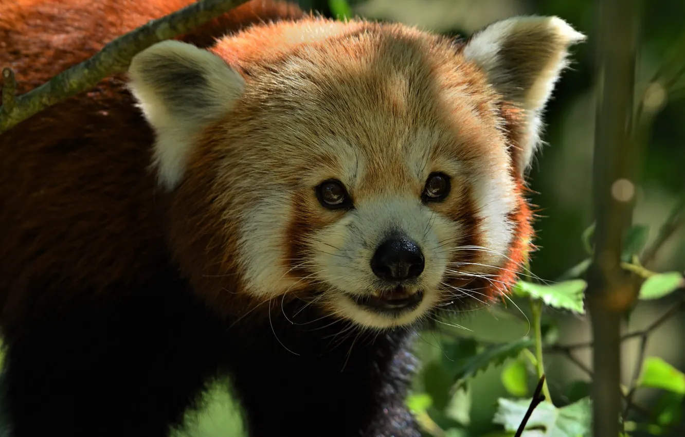 The red panda 8 grade