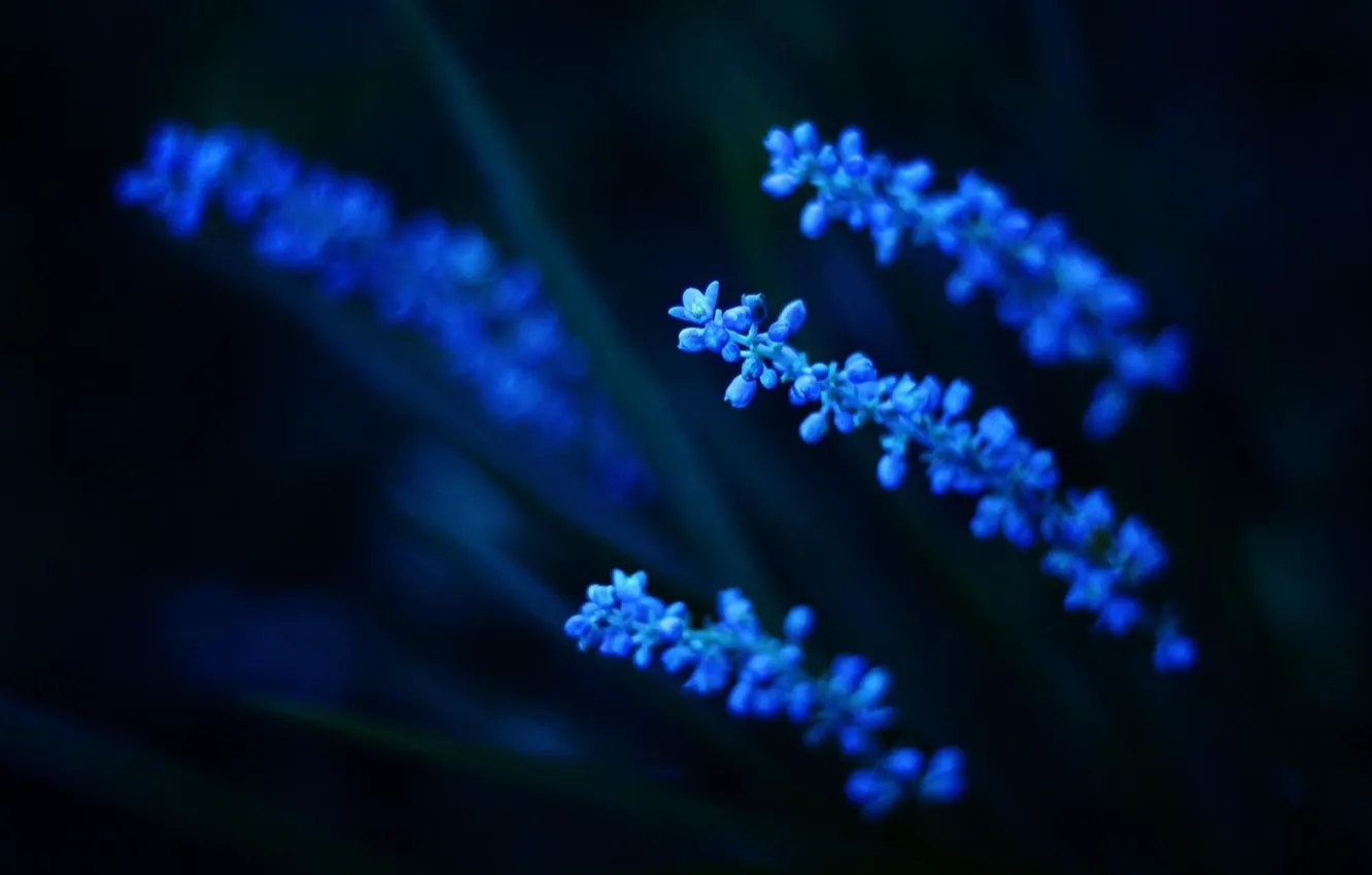 Фото обои сияние, голубые цветы, ночная красота