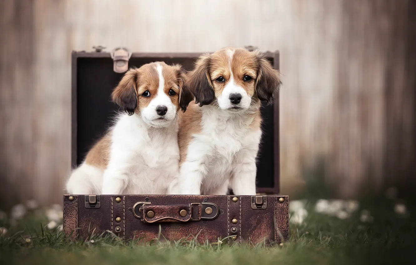 Фото обои собаки, трава, размытость, щенки, чемодан, парочка, Коикерхондье