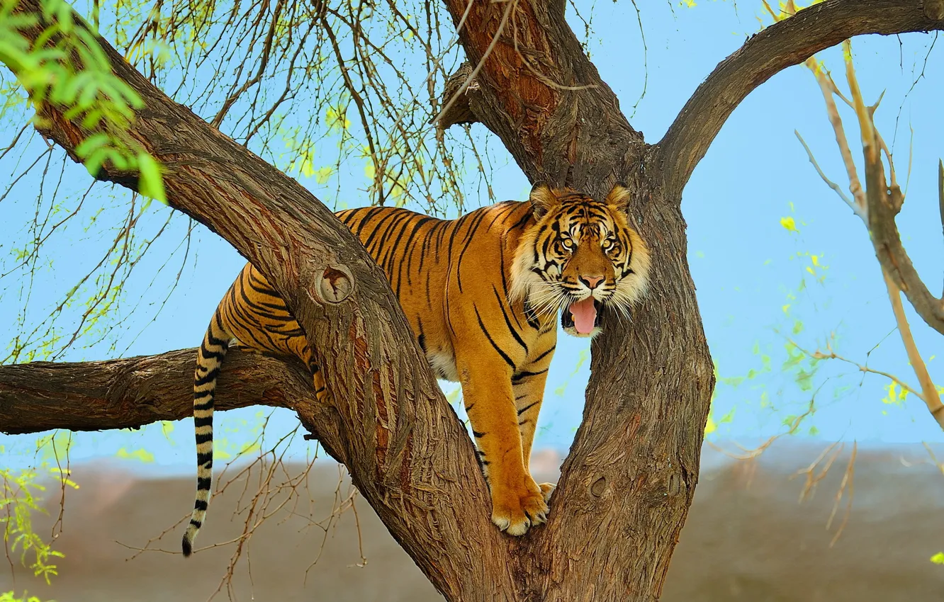Фото обои морда, тигр, дерево, хищник, суматранский